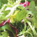 mesclun mix